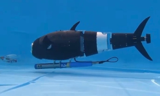 Robot cá do nhóm nghiên cứu ở CAU phát triển. Ảnh: CGTN