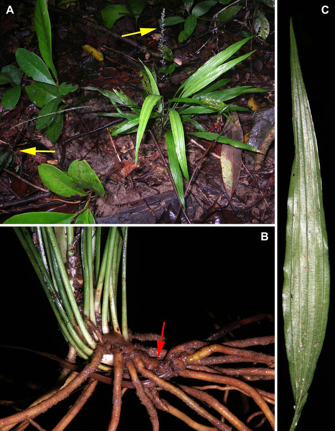 Huệ đá nhiều hoa - Peliosanthes multiflora. Ảnh: M.S. Nuraliev