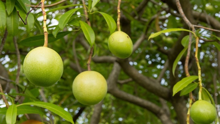 Cây tự sát đoạt mạng hàng nghìn người mỗi năm