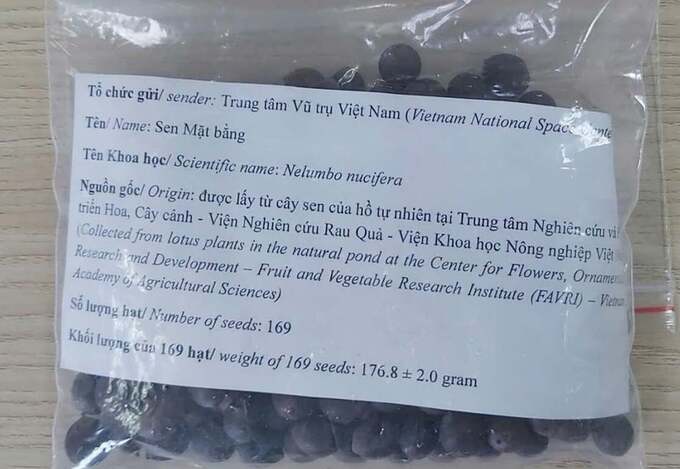 Hạt sen được Amanda Nguyễn mang theo trong chuyến bay. Ảnh: VNSC